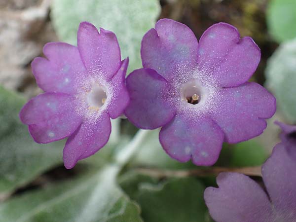 Primula albenensis \ Monte-Alben-Primel / Monte Alben Primrose, I Alpi Bergamasche, Monte Alben 11.6.2017