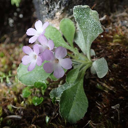 Primula albenensis \ Monte-Alben-Primel / Monte Alben Primrose, I Alpi Bergamasche, Monte Alben 11.6.2017