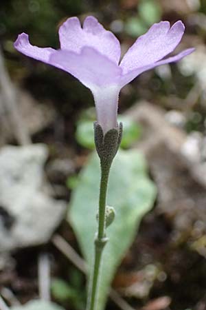Primula albenensis \ Monte-Alben-Primel / Monte Alben Primrose, I Alpi Bergamasche, Monte Alben 11.6.2017