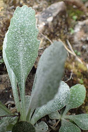 Primula albenensis \ Monte-Alben-Primel / Monte Alben Primrose, I Alpi Bergamasche, Monte Alben 11.6.2017