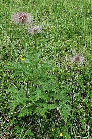 Pulsatilla alpina subsp. austriaca \ sterreicher Alpen-Kuhschelle / Austrian Alpine Pasque-Flower, I Südtirol,  Gsieser Tal 7.7.2022