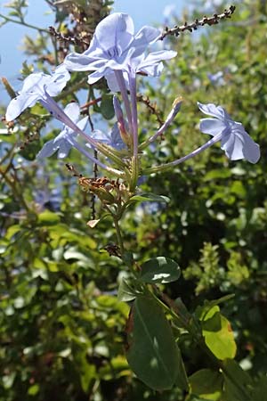 Plumbago auriculata \ Kap-Bleiwurz / Cape Leadwort, I Liguria, Moneglia 30.9.2023