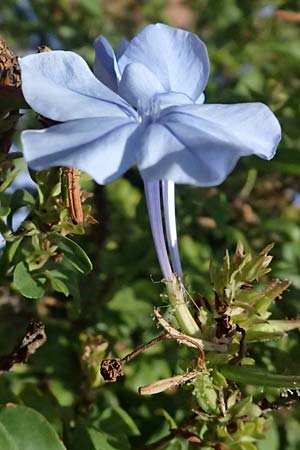 Plumbago auriculata \ Kap-Bleiwurz / Cape Leadwort, I Liguria, Moneglia 30.9.2023