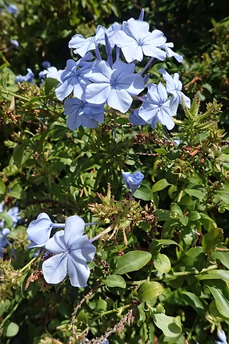 Plumbago auriculata \ Kap-Bleiwurz / Cape Leadwort, I Liguria, Moneglia 30.9.2023