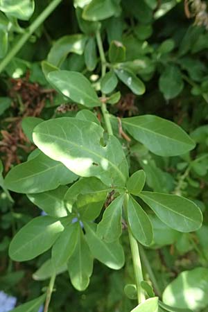 Plumbago auriculata \ Kap-Bleiwurz / Cape Leadwort, I Liguria, Moneglia 30.9.2023