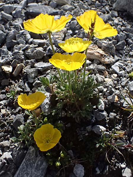 Papaver rhaeticum \ Gelber Alpen-Mohn, R�tischer Alpen-Mohn / Yellow Alpine Poppy, I Stilfser Joch / Passo dello Stelvio 7.7.2026