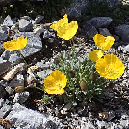 Papaver rhaeticum \ Gelber Alpen-Mohn, R�tischer Alpen-Mohn / Yellow Alpine Poppy, I Stilfser Joch / Passo dello Stelvio 7.7.2026