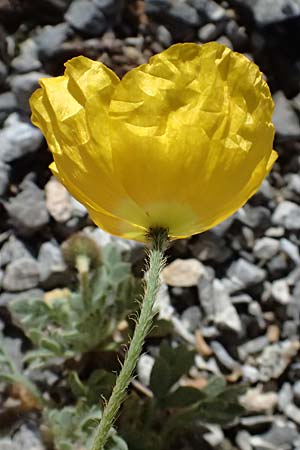 Papaver rhaeticum \ Gelber Alpen-Mohn, R�tischer Alpen-Mohn / Yellow Alpine Poppy, I Stilfser Joch / Passo dello Stelvio 7.7.2026