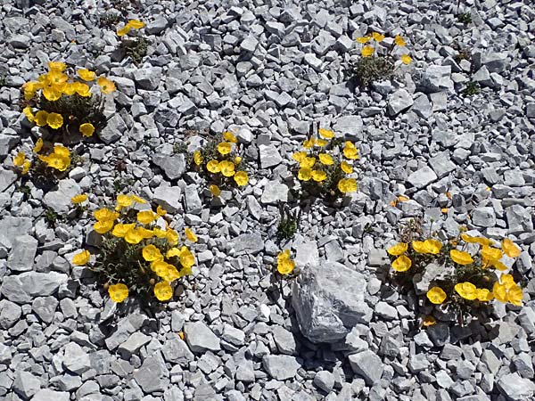 Papaver rhaeticum \ Gelber Alpen-Mohn, R�tischer Alpen-Mohn / Yellow Alpine Poppy, I Stilfser Joch / Passo dello Stelvio 7.7.2026