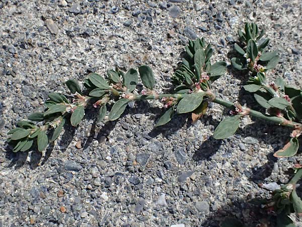 Polygonum arenastrum \ Gleichbl�ttriger Kn�terich, Trittrasen-Vogel-Kn�terich / Equal-Leaved Knotgrass, I Bormio 8.7.2026