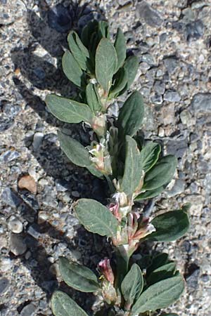 Polygonum arenastrum \ Gleichbl�ttriger Kn�terich, Trittrasen-Vogel-Kn�terich / Equal-Leaved Knotgrass, I Bormio 8.7.2026