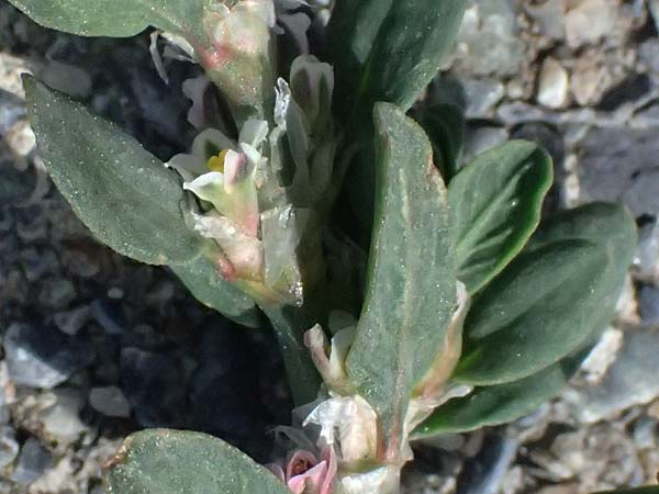 Polygonum arenastrum \ Gleichbl�ttriger Kn�terich, Trittrasen-Vogel-Kn�terich / Equal-Leaved Knotgrass, I Bormio 8.7.2026