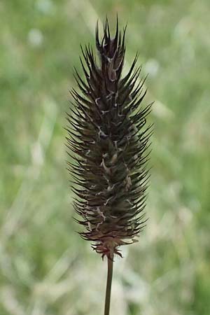 Phleum alpinum \ Alpen-Lieschgras / Alpine Cat's-Tail, I Passo del Tonale 11.7.2026