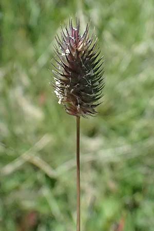 Phleum alpinum \ Alpen-Lieschgras / Alpine Cat's-Tail, I Passo del Tonale 11.7.2026