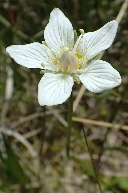 Parnassia palustris \ Sumpf-Herzblatt, Studentenr�schen / Grass of Parnassus, I Passo del Tonale 11.7.2026