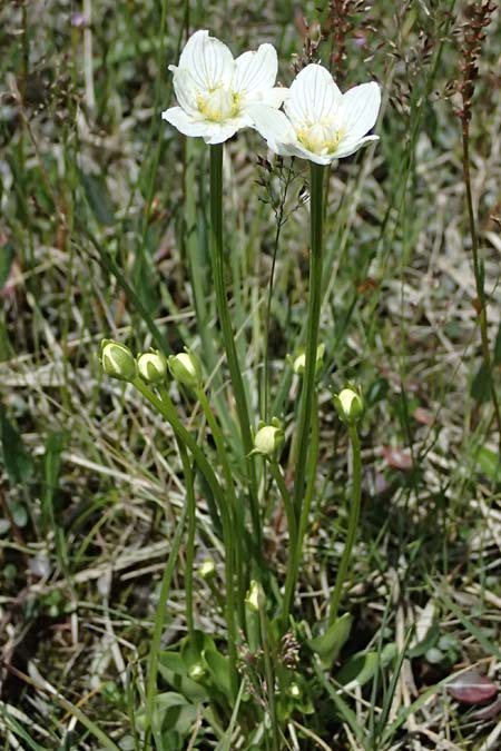 Parnassia palustris \ Sumpf-Herzblatt, Studentenr�schen / Grass of Parnassus, I Passo del Tonale 11.7.2026