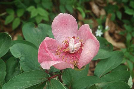 Paeonia mascula \ Groblttrige Pfingstrose / Balkan Peony, I Promontorio del Gargano, Coppa di Mezzo 3.5.1998