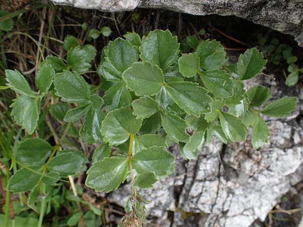 Paederota bonarota \ Blaues M�nderle, Dolomiten-Ehrenpreis / Dolomites Veronica, I S&uuml;dtirol,  Pl&auml;tzwiese 5.7.2022