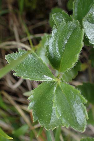 Paederota bonarota \ Blaues M�nderle, Dolomiten-Ehrenpreis / Dolomites Veronica, I S&uuml;dtirol,  Pl&auml;tzwiese 5.7.2022