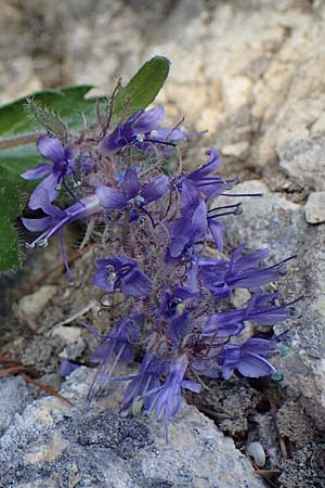 Paederota bonarota \ Blaues M�nderle, Dolomiten-Ehrenpreis / Dolomites Veronica, I S&uuml;dtirol,  Pl&auml;tzwiese 5.7.2022