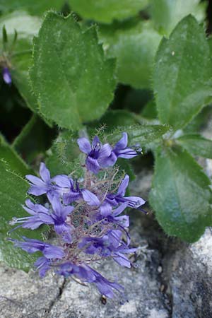 Paederota bonarota \ Blaues M�nderle, Dolomiten-Ehrenpreis / Dolomites Veronica, I S&uuml;dtirol,  Pl&auml;tzwiese 5.7.2022
