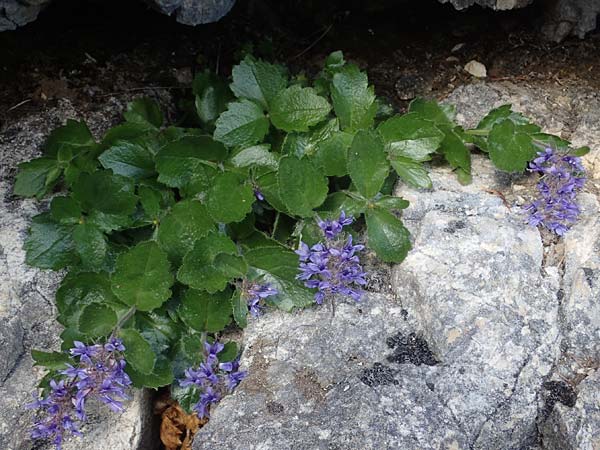 Paederota bonarota \ Blaues M�nderle, Dolomiten-Ehrenpreis / Dolomites Veronica, I S&uuml;dtirol,  Pl&auml;tzwiese 5.7.2022
