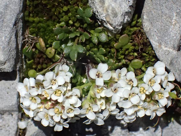 Hornungia alpina subsp. brevicaulis \ Kurzst�nglige Steinkresse / Short-Stem Hutchinsia, I Stilfser Joch / Passo dello Stelvio 7.7.2026
