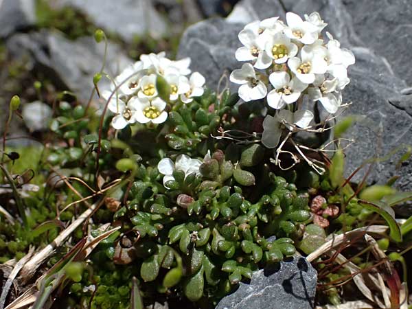 Hornungia alpina subsp. brevicaulis \ Kurzst�nglige Steinkresse / Short-Stem Hutchinsia, I Stilfser Joch / Passo dello Stelvio 7.7.2026