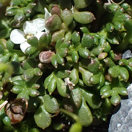 Hornungia alpina subsp. brevicaulis \ Kurzst�nglige Steinkresse / Short-Stem Hutchinsia, I Stilfser Joch / Passo dello Stelvio 7.7.2026