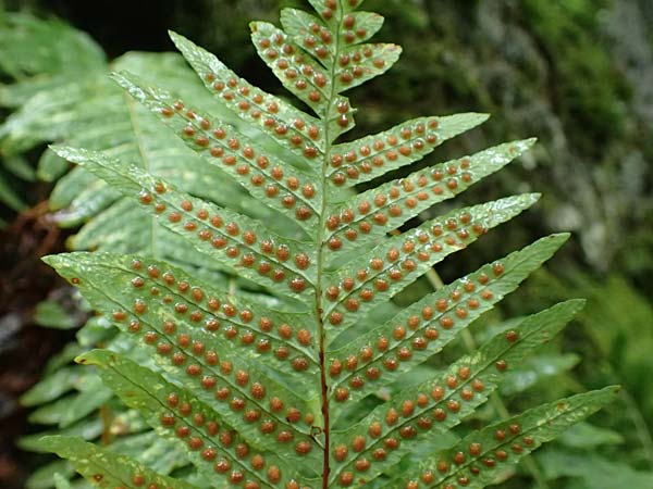 Polypodium cambricum \ Sdlicher Tpfelfarn / Southern Polypody, I Alpi Bergamasche, Seriana-Valpiana 6.6.2017