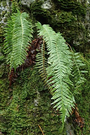 Polypodium cambricum \ Sdlicher Tpfelfarn / Southern Polypody, I Alpi Bergamasche, Seriana-Valpiana 6.6.2017