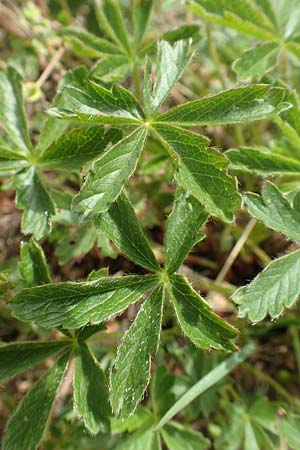 Potentilla pusilla \ Sternhaariges Frhlings-Fingerkraut, Flaum-Fingerkraut / Small Cinquefoil, I Alpi Bergamasche, Pizzo Arera 9.6.2017