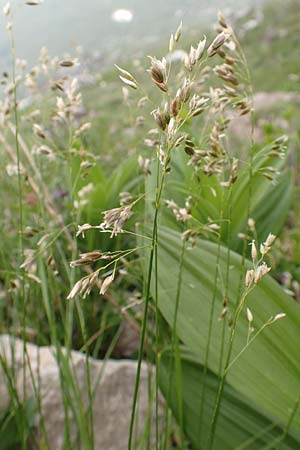Poa annua \ Einjhriges Rispengras / Annual Blue Grass, I Alpi Bergamasche, Monte Alben 11.6.2017
