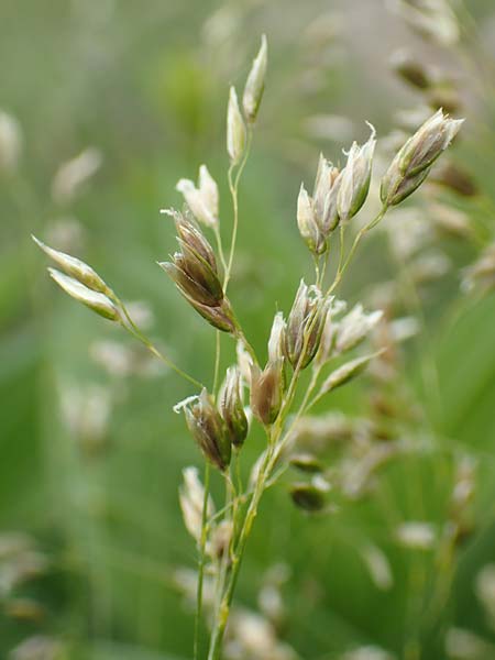 Poa annua \ Einjhriges Rispengras / Annual Blue Grass, I Alpi Bergamasche, Monte Alben 11.6.2017
