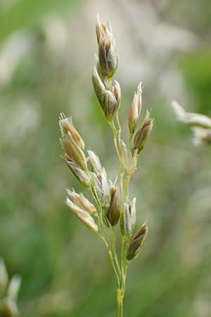 Poa annua \ Einjhriges Rispengras / Annual Blue Grass, I Alpi Bergamasche, Monte Alben 11.6.2017
