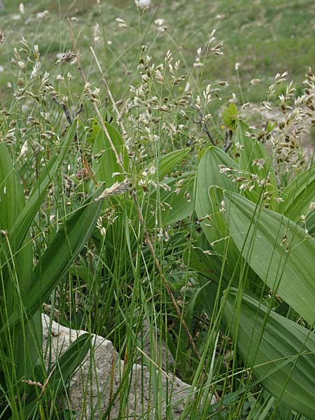 Poa annua \ Einjhriges Rispengras / Annual Blue Grass, I Alpi Bergamasche, Monte Alben 11.6.2017
