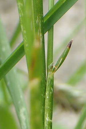Poa annua \ Einjhriges Rispengras / Annual Blue Grass, I Alpi Bergamasche, Monte Alben 11.6.2017