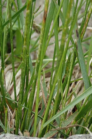 Poa annua \ Einjhriges Rispengras / Annual Blue Grass, I Alpi Bergamasche, Monte Alben 11.6.2017