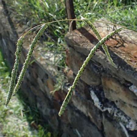 Paspalum dilatatum \ Brasilianische Hirse / Dallis Grass, I Liguria, Moneglia 26.9.2023