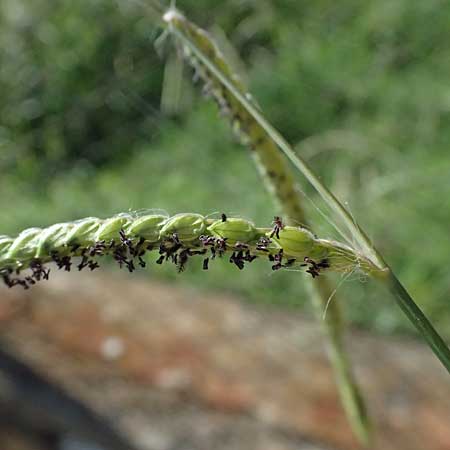 Paspalum dilatatum \ Brasilianische Hirse / Dallis Grass, I Liguria, Moneglia 26.9.2023