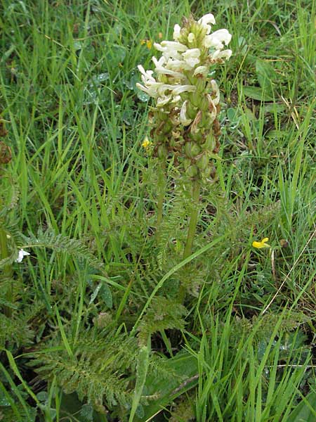 Pedicularis comosa \ Schopfiges L�usekraut / Common Crested Lousewort, I Campo Imperatore 5.6.2007