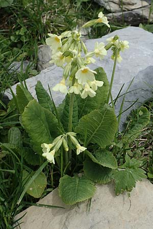 Primula elatior \ Hohe Schlsselblume, Wald-Primel / Ox-lip, I Alpi Bergamasche, Pizzo Arera 9.6.2017