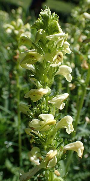 Pedicularis elongata \ Langhriges Lusekraut / Long-Spiked Lousewort, I Südtirol,  Plätzwiese 5.7.2022