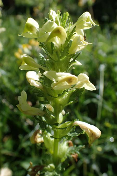 Pedicularis elongata \ Langhriges Lusekraut / Long-Spiked Lousewort, I Südtirol,  Plätzwiese 5.7.2022