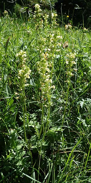 Pedicularis elongata \ Langhriges Lusekraut / Long-Spiked Lousewort, I Südtirol,  Plätzwiese 5.7.2022