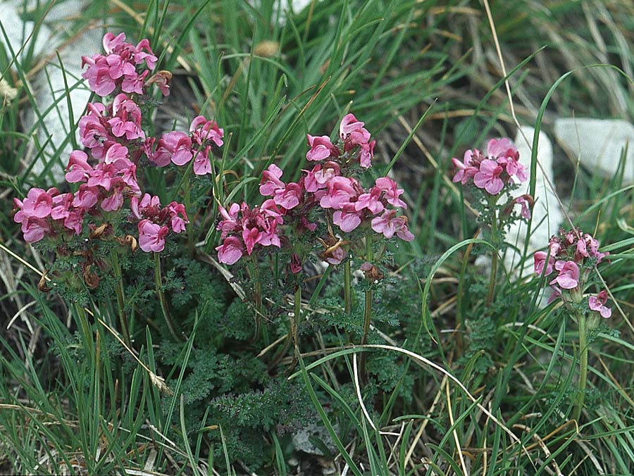 Pedicularis aspleniifolia \ Farnbl&auml;ttriges L�usekraut / Fern-Leaved Lousewort, I Sella-Joch 6.8.2004