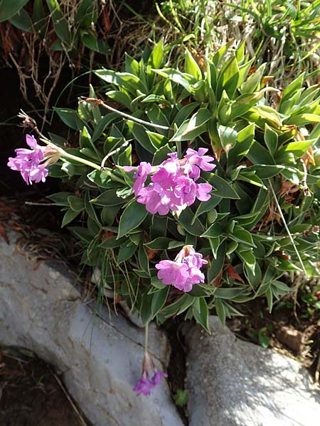 Primula glaucescens \ Meergrne Primel / Glaucescent-Leaved Primrose, I Alpi Bergamasche, Pizzo Arera 7.6.2017