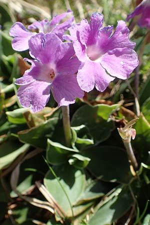 Primula glaucescens \ Meergrne Primel / Glaucescent-Leaved Primrose, I Alpi Bergamasche, Pizzo Arera 7.6.2017