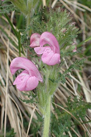 Pedicularis gyroflexa \ Gedrehtes L�usekraut, Gedrehtbl&uuml;tiges L�usekraut / Tufted Lousewort, I Alpi Bergamasche, Monte Alben 11.6.2017