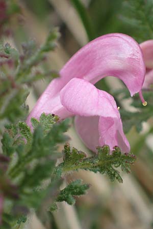 Pedicularis gyroflexa \ Gedrehtes L�usekraut, Gedrehtbl&uuml;tiges L�usekraut / Tufted Lousewort, I Alpi Bergamasche, Monte Alben 11.6.2017